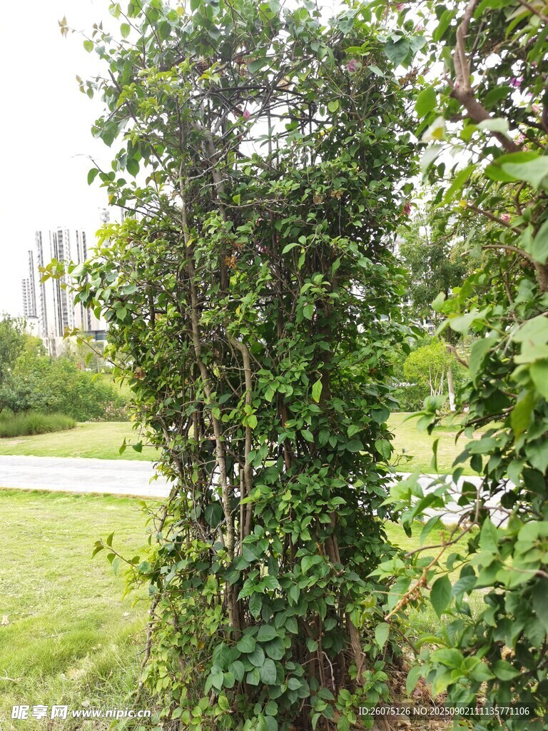 绿叶繁茂的灌木丛景观