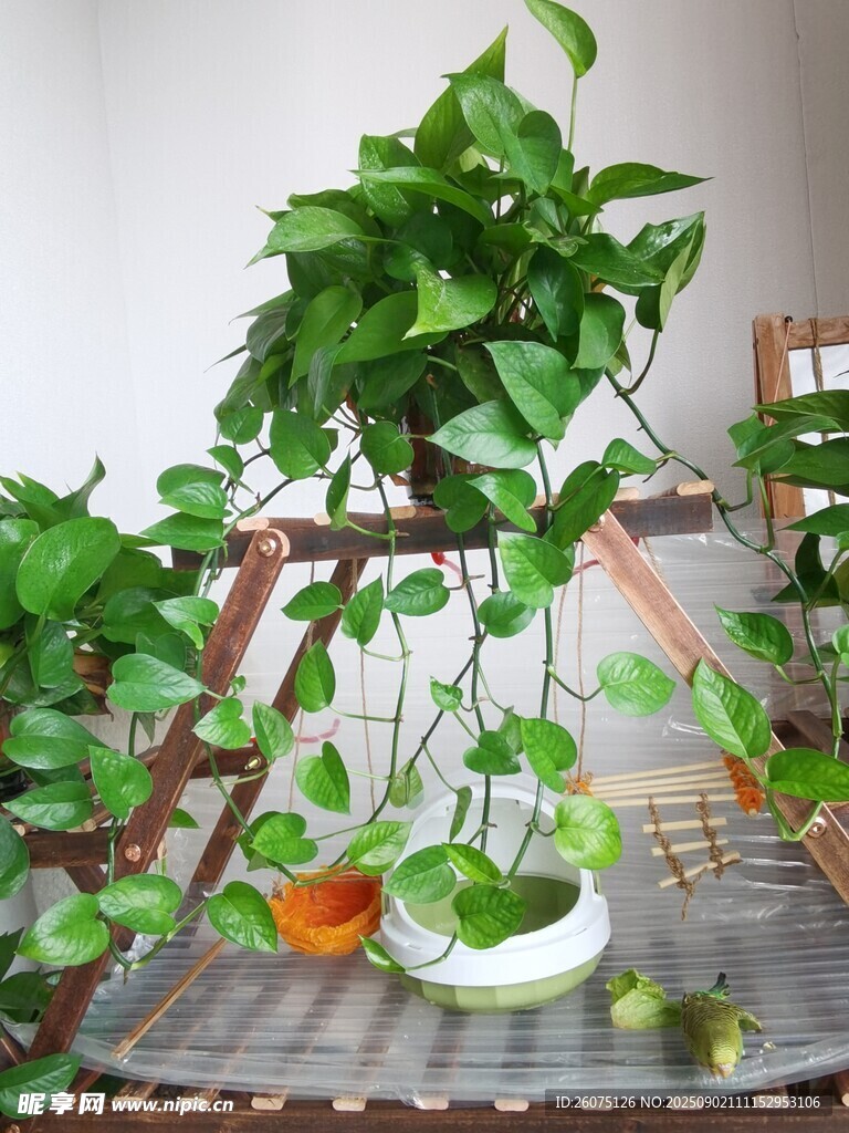 翠绿绿萝装点室内小景