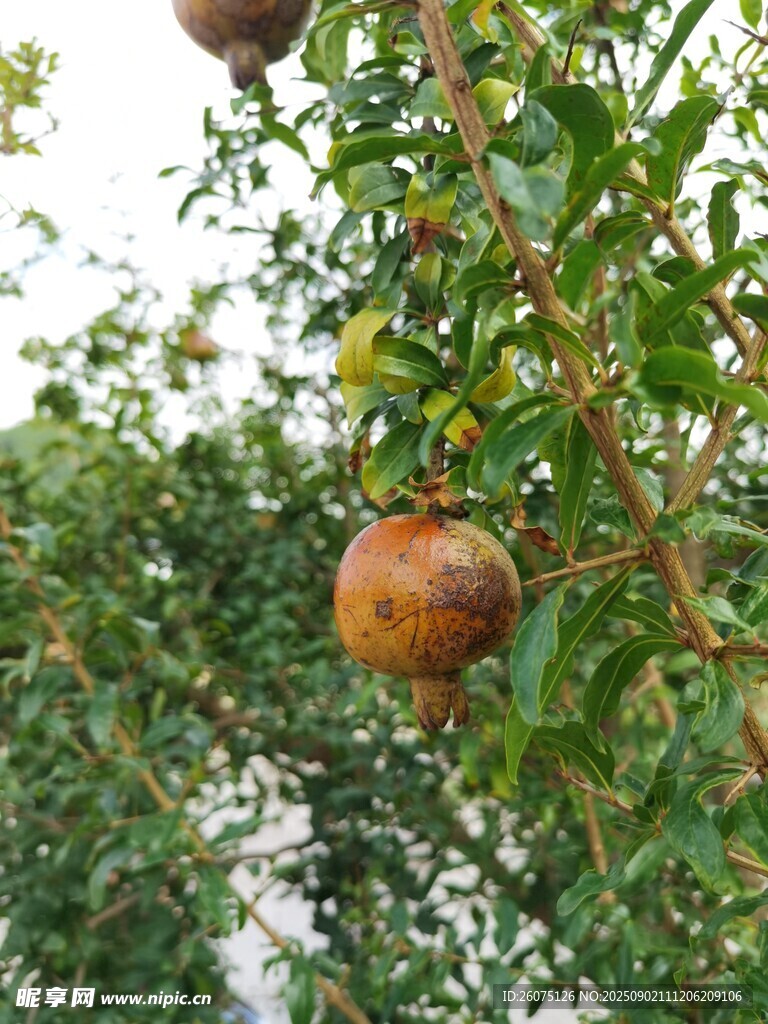 枝头挂着成熟的石榴