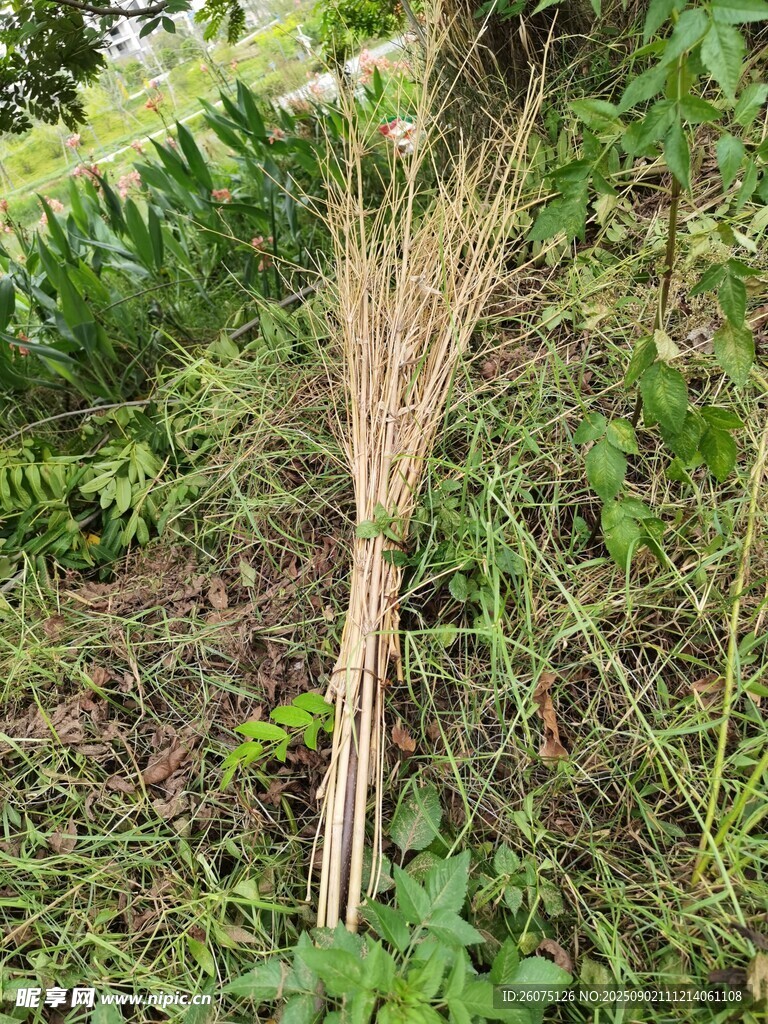 户外枯草扫帚置于绿植间