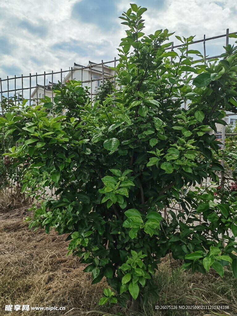 绿叶繁茂的柑橘植株