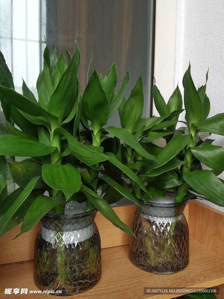 两盆绿植置于透明容器中