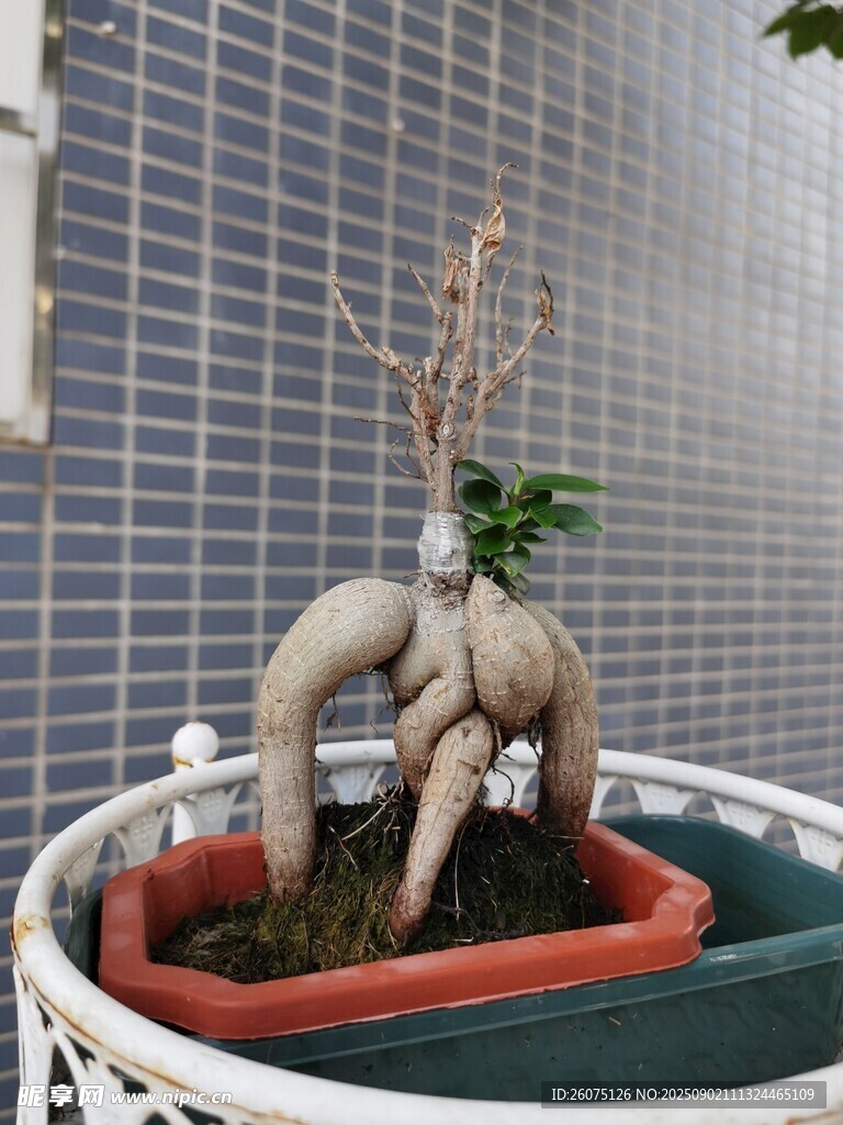 奇特人形根系盆景