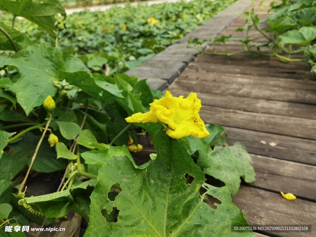 木栈道旁绽放的黄色瓜花