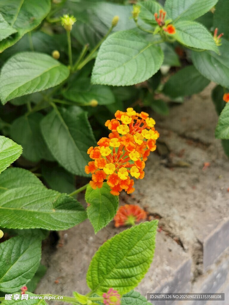 橙色小花绽放绿叶间