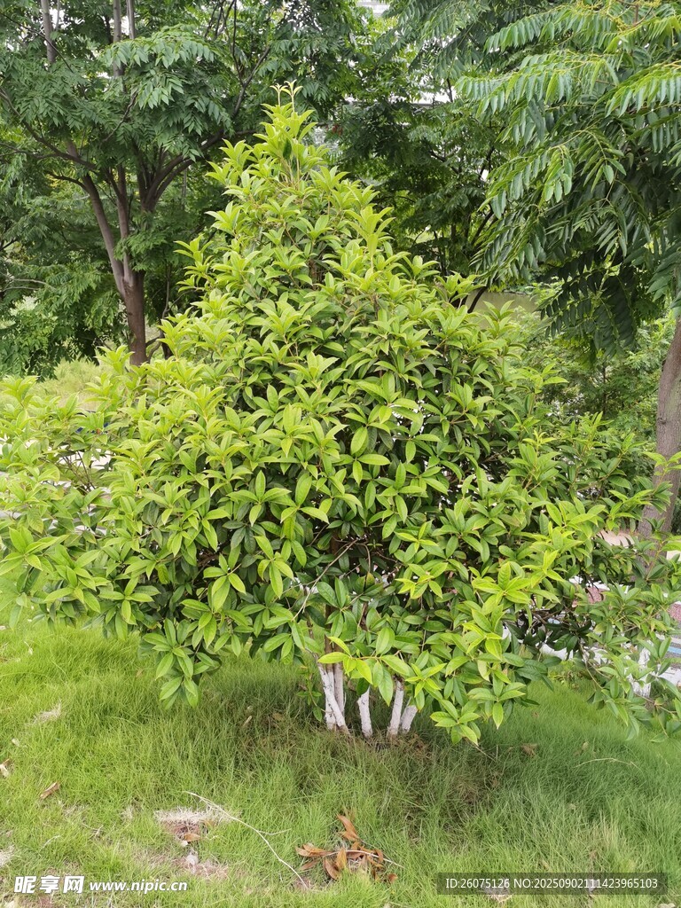绿叶繁茂的树木