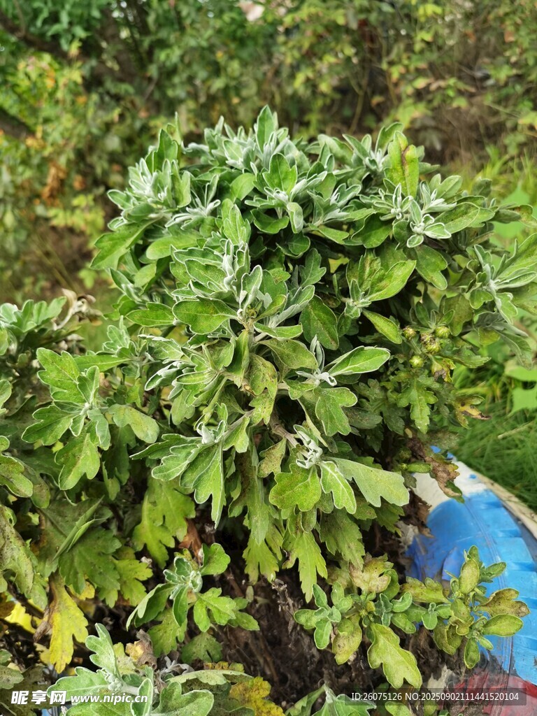绿叶繁茂的菊花植株景象