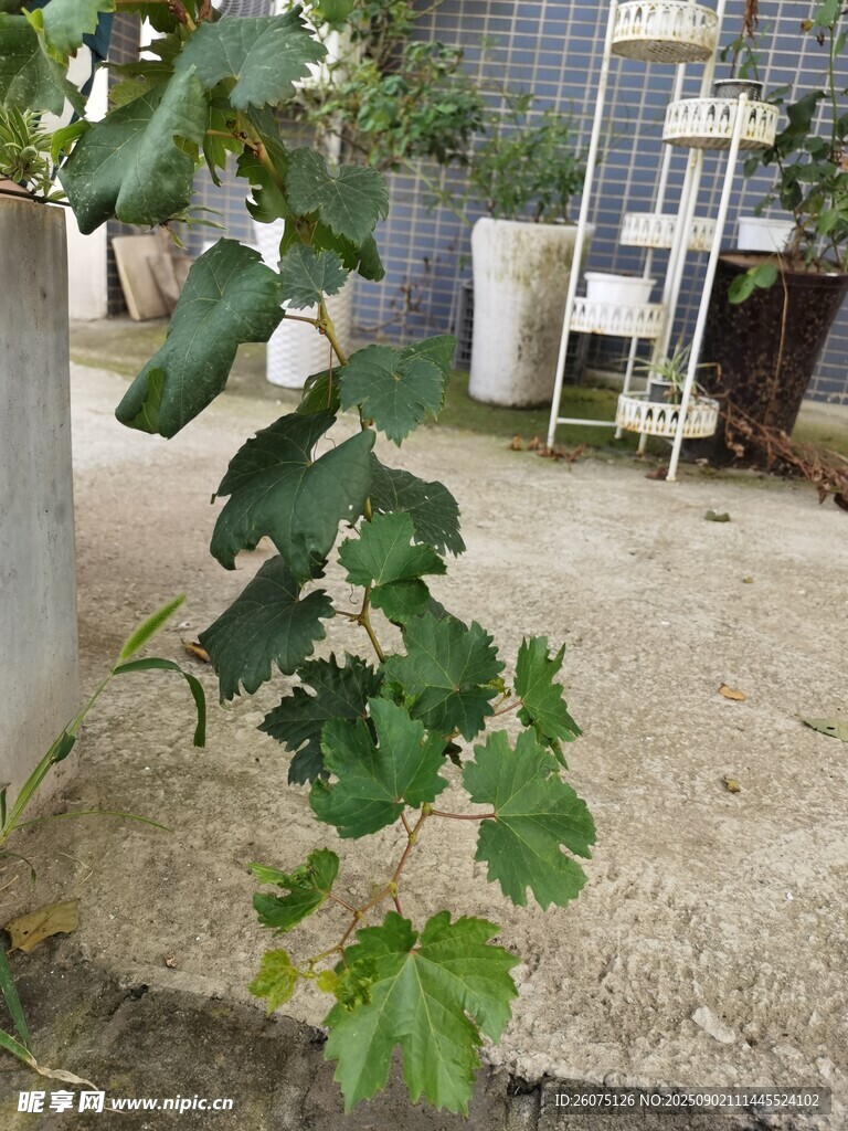 庭院中伸展的翠绿葡萄藤蔓