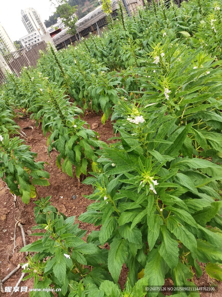 田间芝麻植株生机勃勃