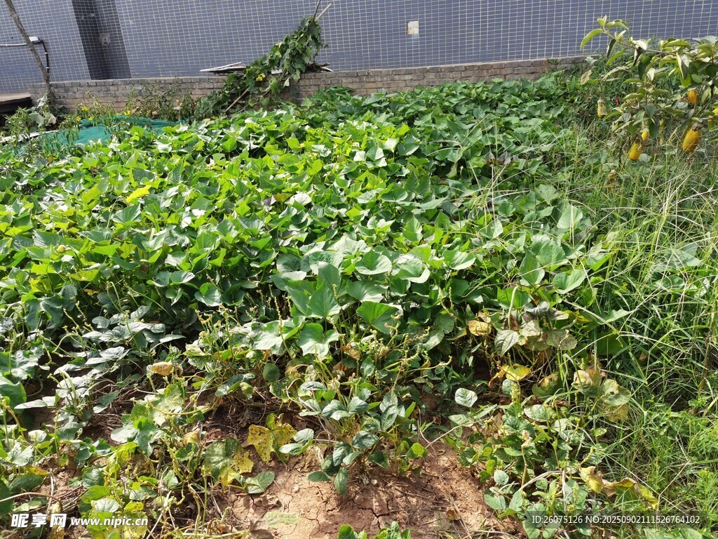 田园蔬菜种植景象