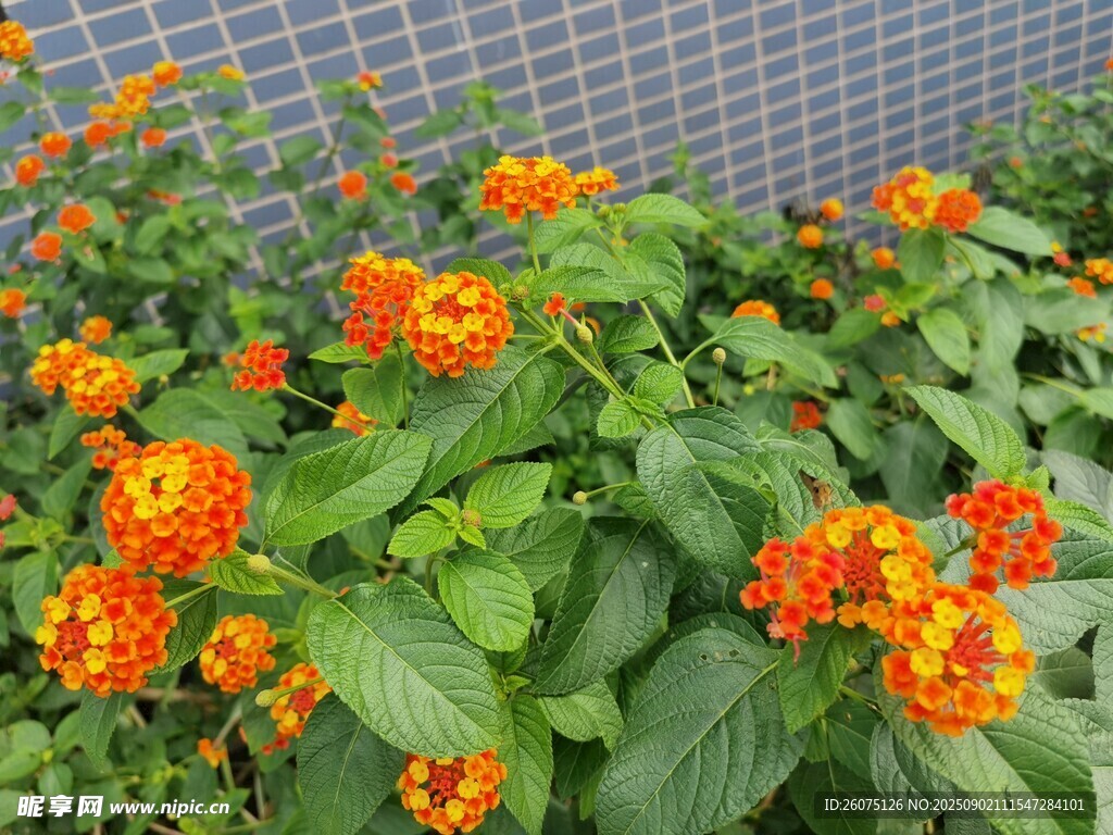 鲜艳橘色花朵绿植景观