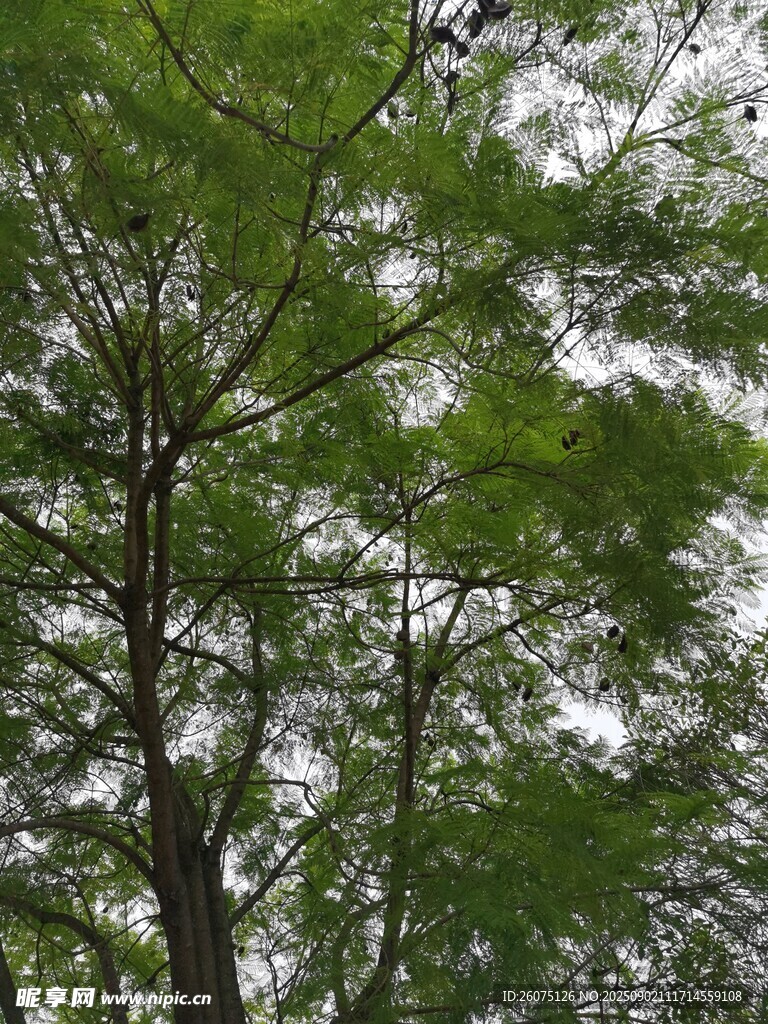 仰视葱郁树林