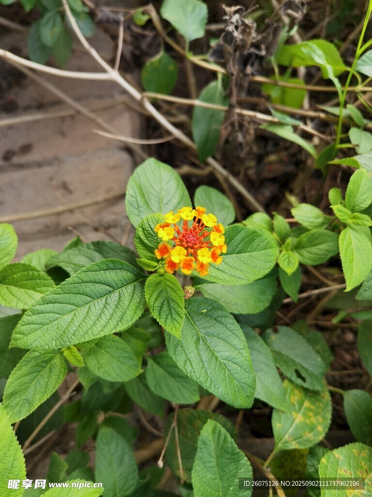 绿叶间的艳丽小花