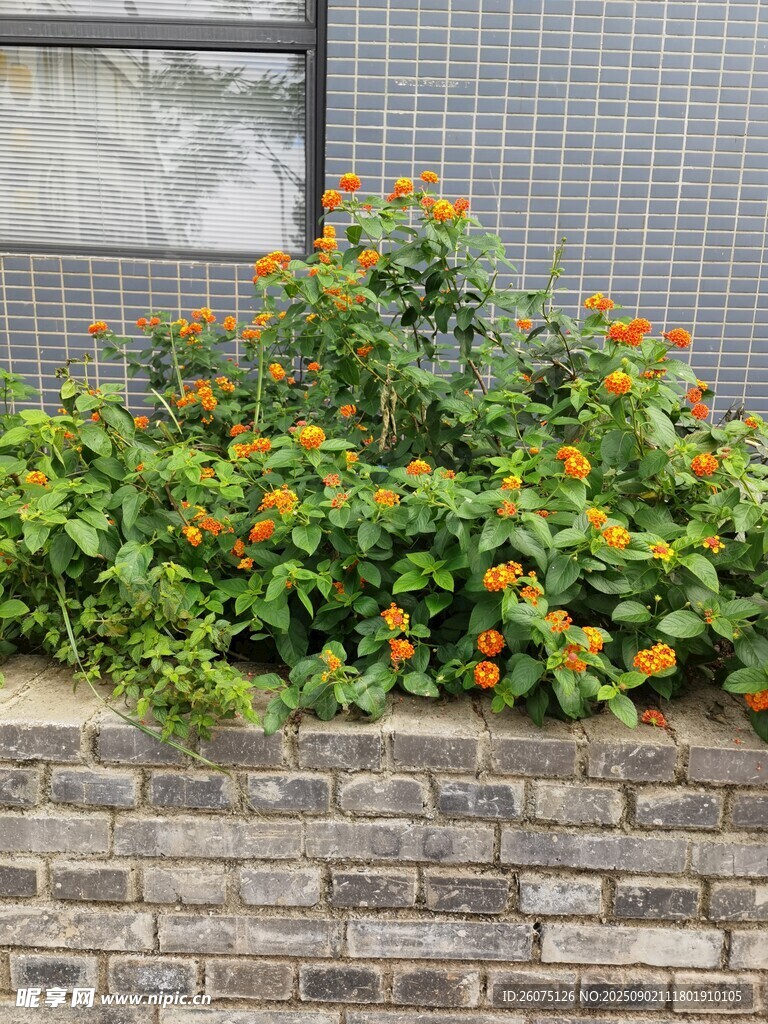 砖墙边绽放的多彩小花