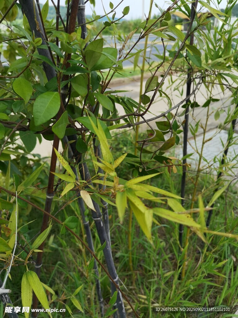 野外绿植与繁茂枝叶景象