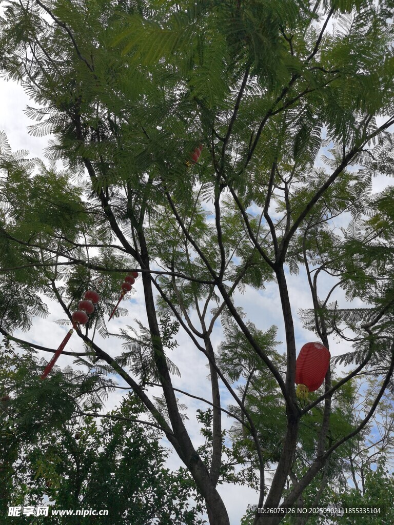 繁茂树冠与树上的红灯笼