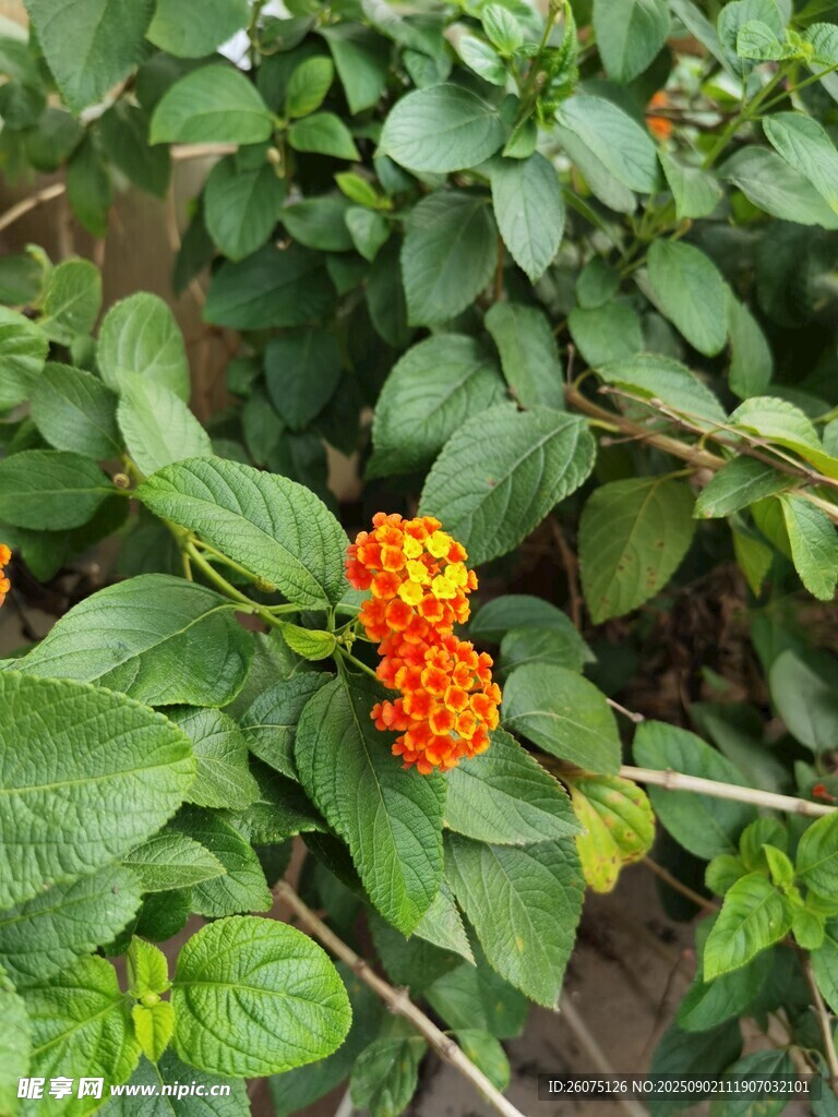 绿叶间的橙红色小花