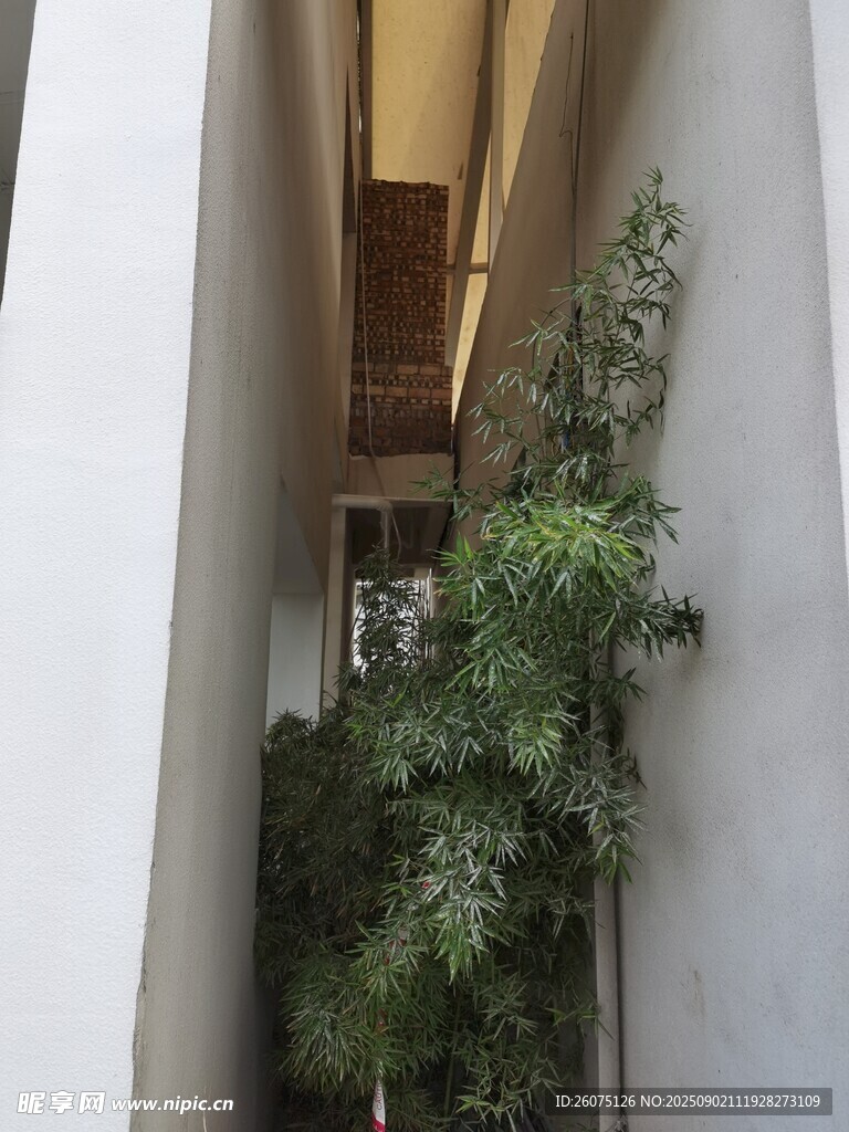 狭窄过道中的绿植景观