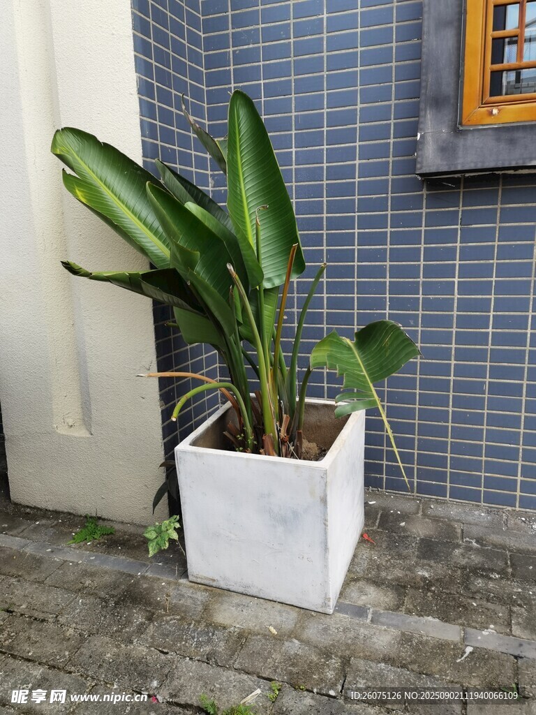墙边白色花盆中的葱郁绿植
