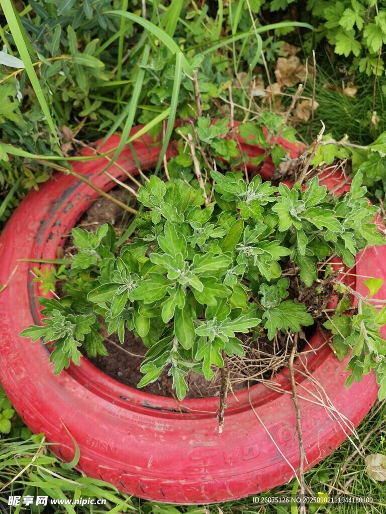 废旧轮胎变身盆栽菊花