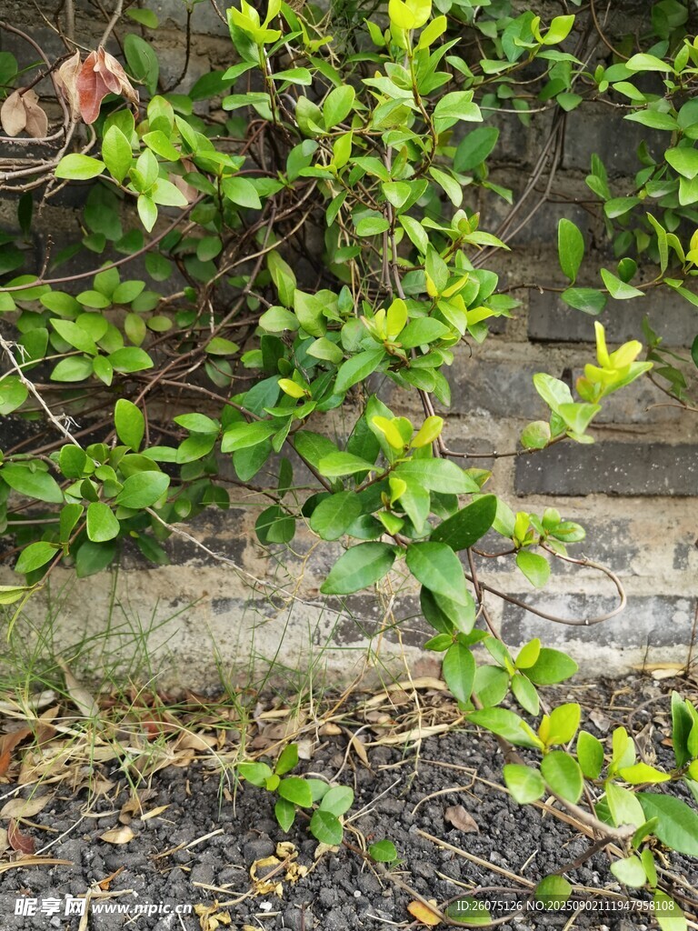 墙边翠绿植物生机盎然
