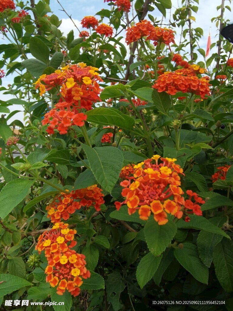 鲜艳橘色花卉绽放