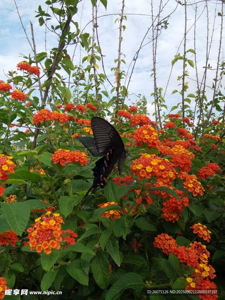 蝶舞花丛间