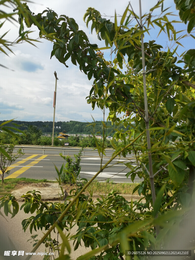透过枝叶看道路风景