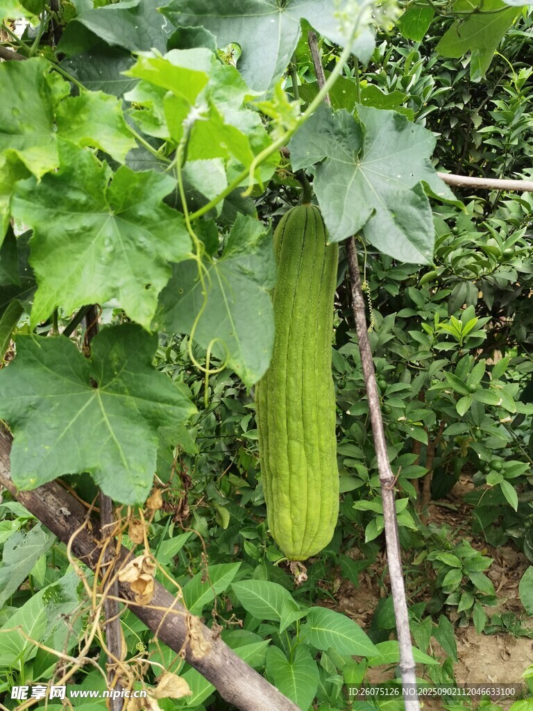 藤蔓上的新鲜丝瓜