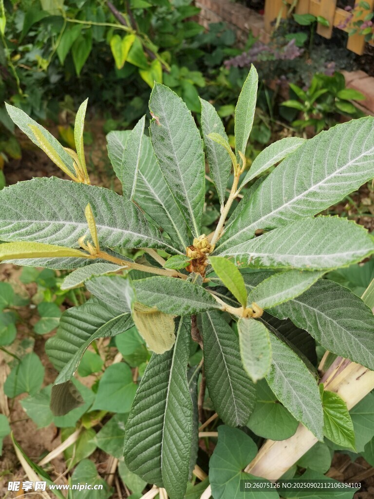 嫩绿枇杷叶特写