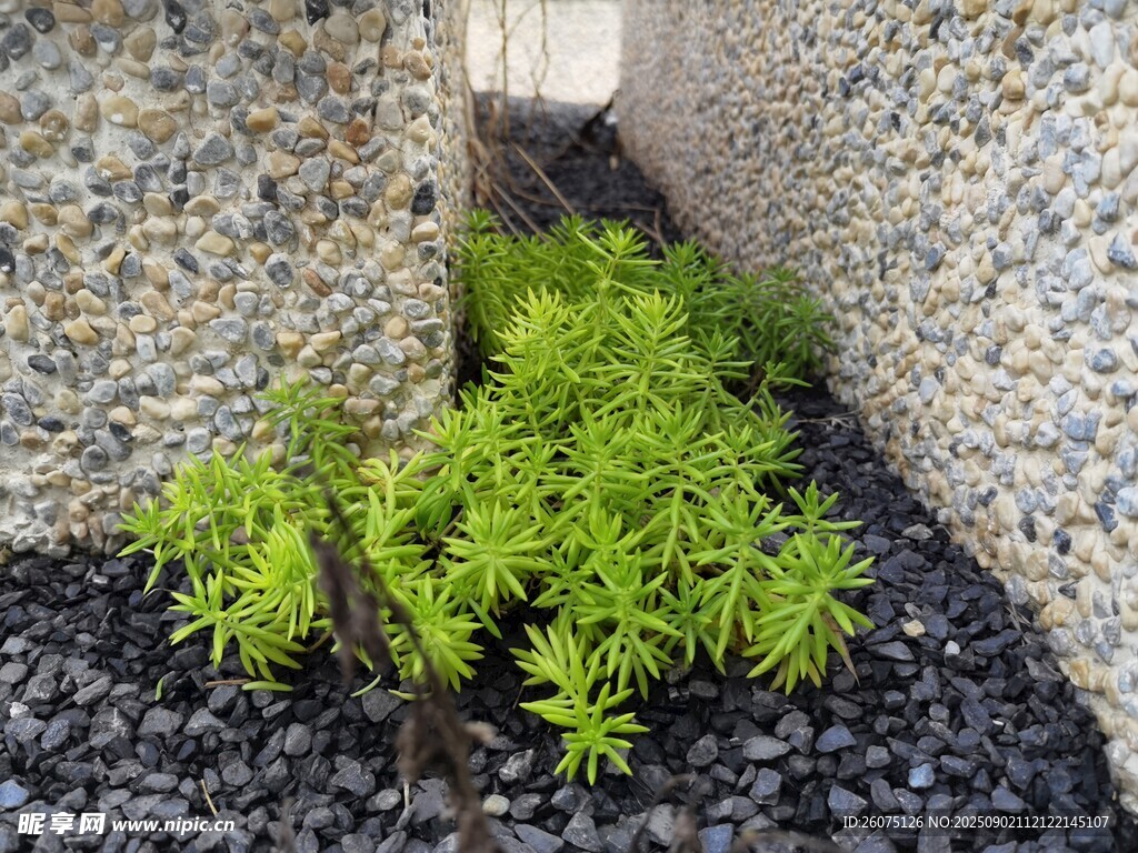 夹缝中生长的翠绿植物