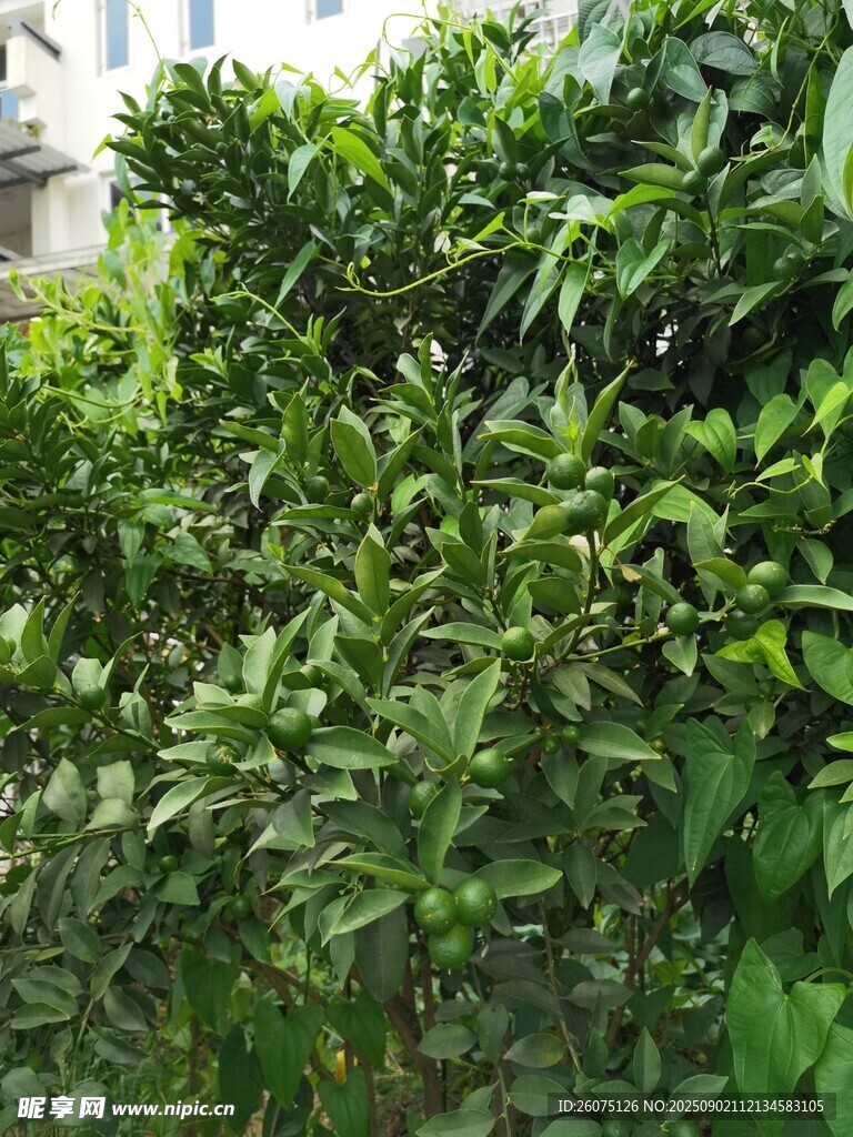 绿叶繁茂的柑橘树景观