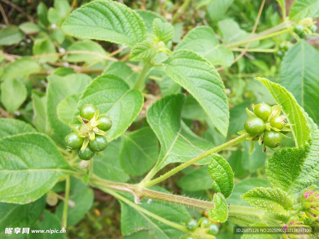 绿叶间的青嫩植物果实