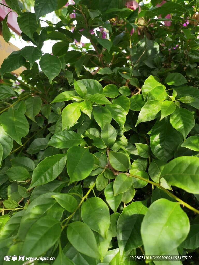 翠绿繁茂的三角梅叶片