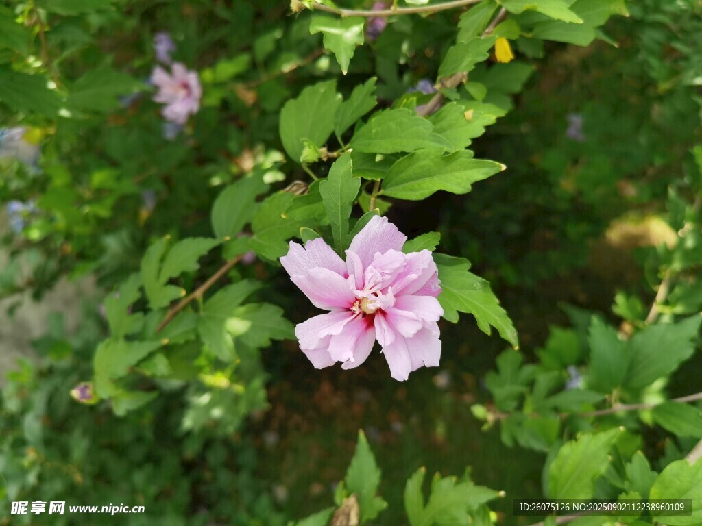 粉色木槿花绽放绿叶间