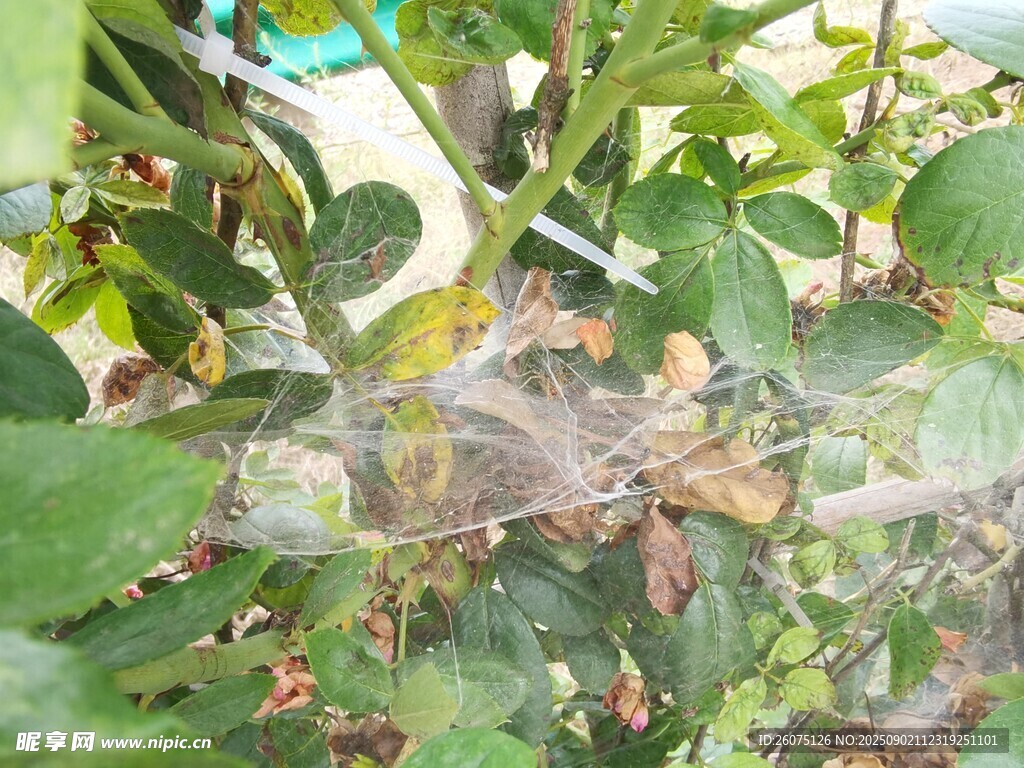 植物上的细密蜘蛛网