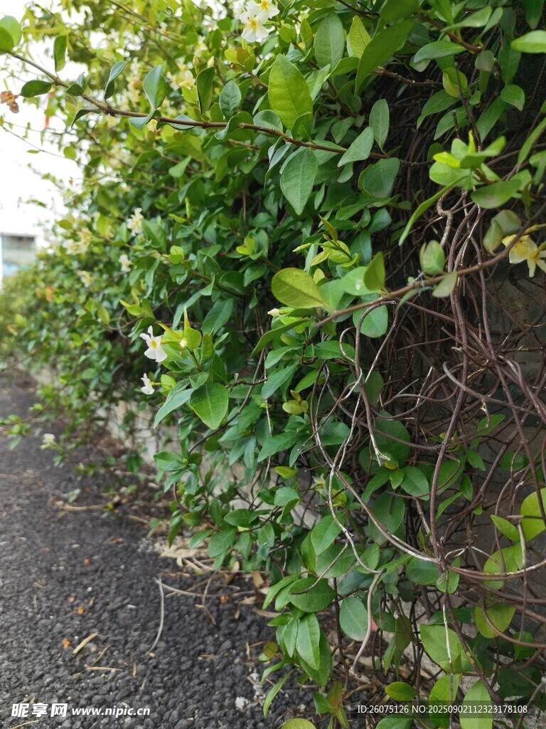 路边繁茂的绿色藤蔓植物