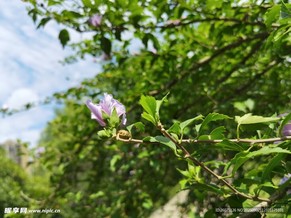 枝头绽放的紫色木槿花