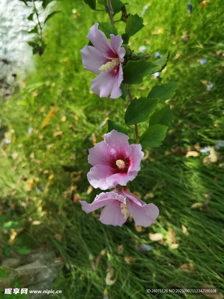 紫色木槿花绽放于草丛