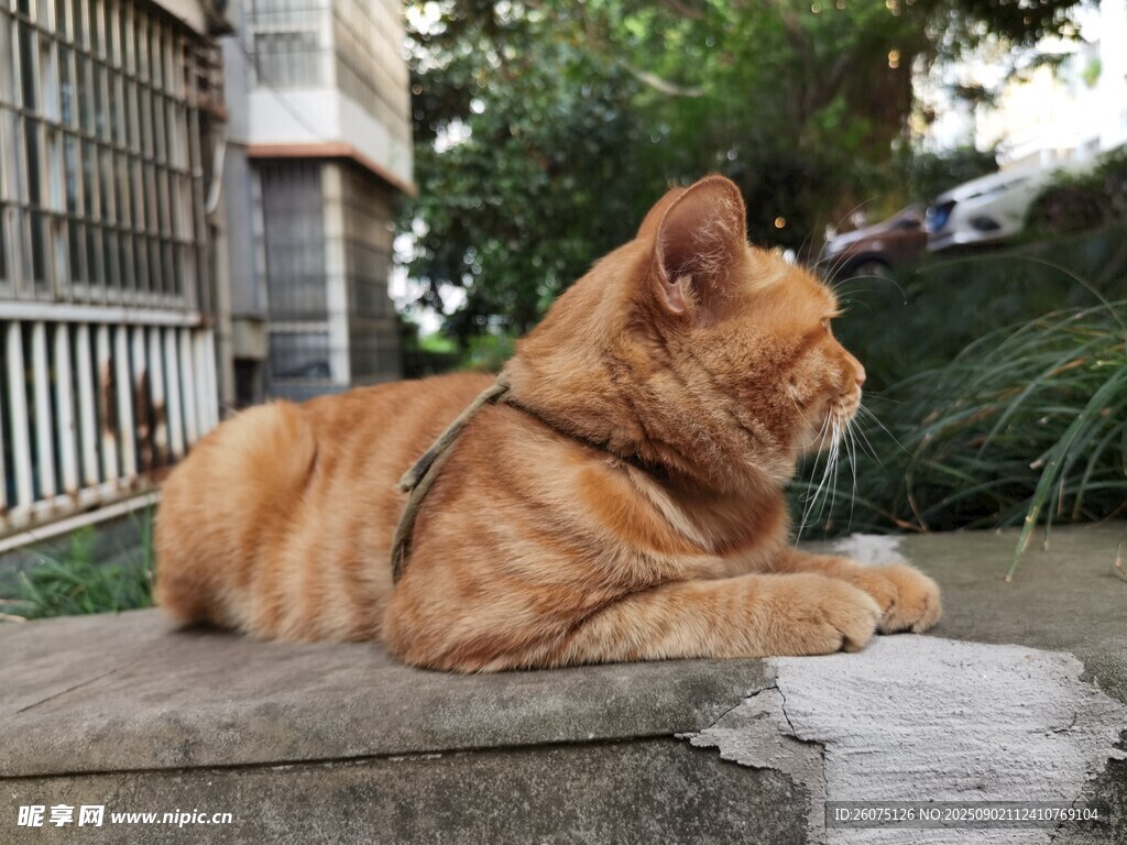 趴着的橘猫