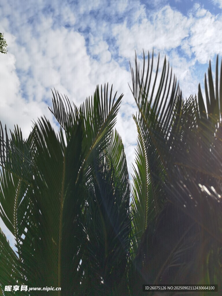 蓝天椰叶风景图