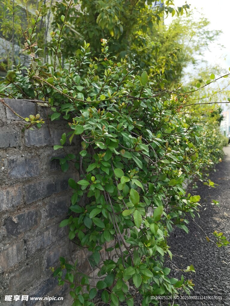 砖墙爬满翠绿藤蔓植物