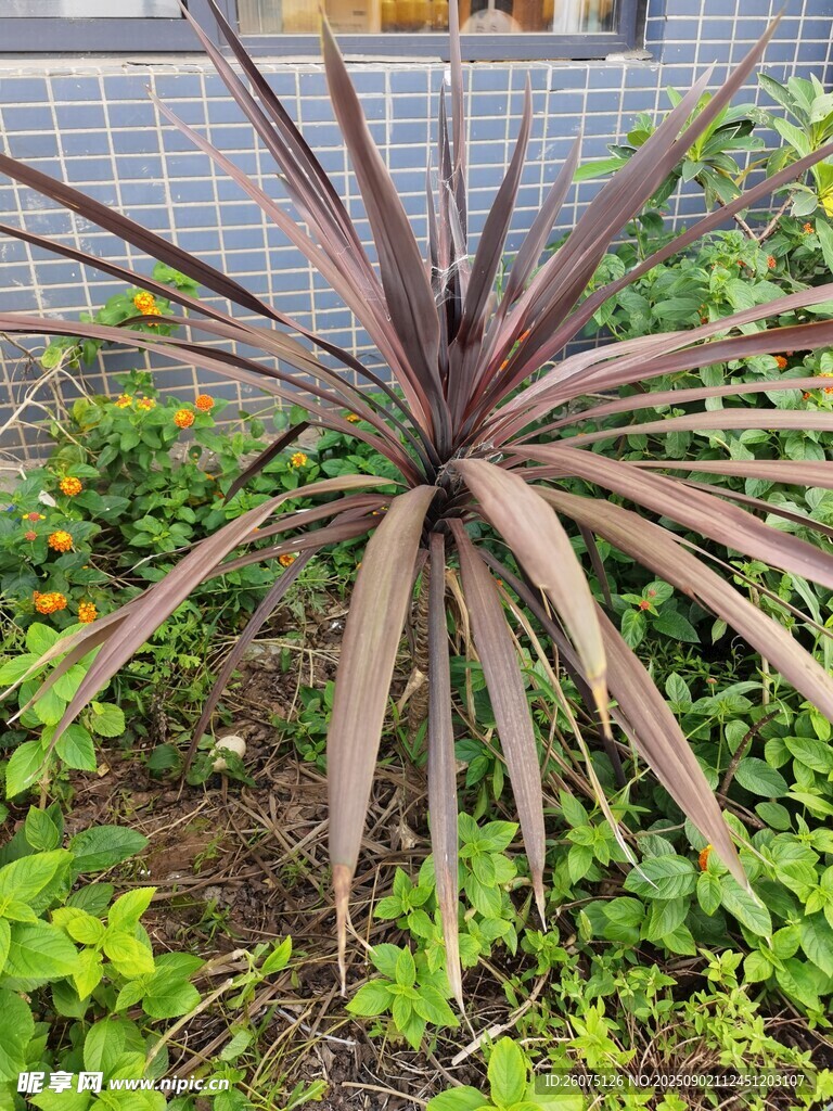 户外紫叶龙舌兰植物特写