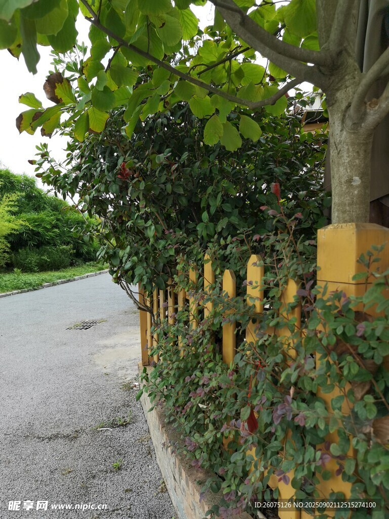 绿荫环绕的路边围栏