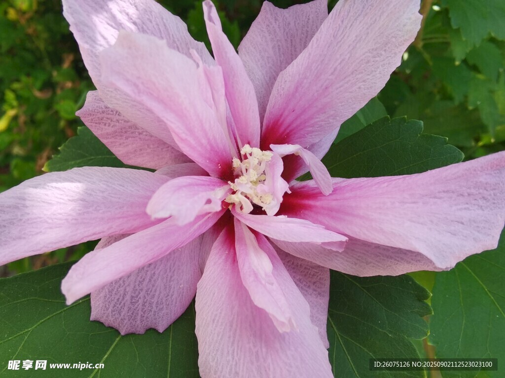 粉色木槿花细节特写
