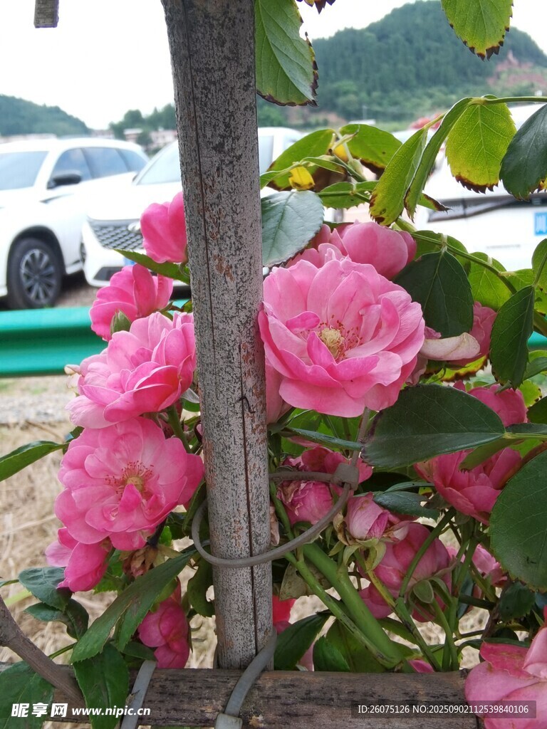 娇艳粉色蔷薇绽放