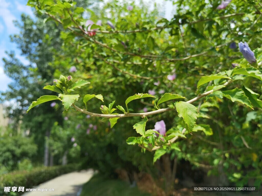 路边繁茂木槿枝叶景观