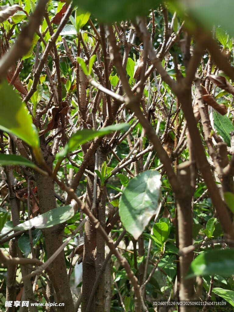 繁茂绿植的枝叶细节