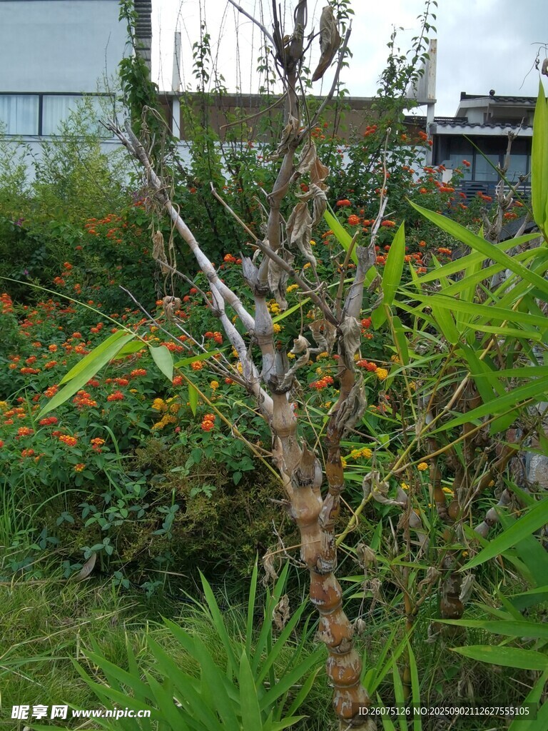 户外绿植与枝干景观
