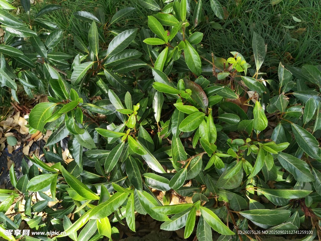 绿叶繁茂的绿植景观